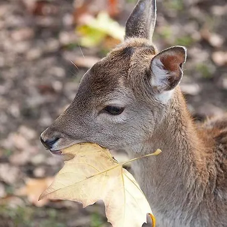 Fuerstenvilla Putbus